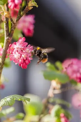 Ribes sanguineum 'King Edward VII' (Alpenbes 'King Edward VII') - afbeelding 11