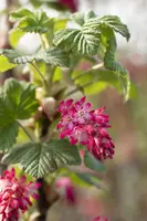 Ribes sanguineum 'King Edward VII' (Alpenbes 'King Edward VII') - afbeelding 16
