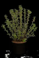 Ribes sanguineum 'King Edward VII' (Alpenbes 'King Edward VII') - afbeelding 24