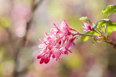 Ribes sanguineum 'King Edward VII' (Alpenbes 'King Edward VII') - afbeelding 7