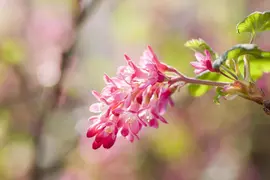 Ribes sanguineum 'King Edward VII' (Alpenbes 'King Edward VII') - afbeelding 7