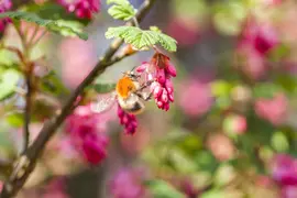 Ribes sanguineum 'King Edward VII' (Alpenbes 'King Edward VII') - afbeelding 13