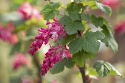 Ribes sanguineum 'King Edward VII' (Alpenbes 'King Edward VII') - afbeelding 14