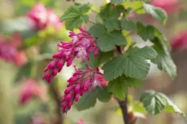 Ribes sanguineum 'King Edward VII' (Alpenbes 'King Edward VII') - afbeelding 14