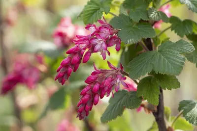 Ribes sanguineum 'King Edward VII' (Alpenbes 'King Edward VII') - afbeelding 15