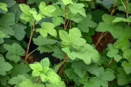 Ribes sanguineum 'King Edward VII' (Alpenbes 'King Edward VII') - afbeelding 17