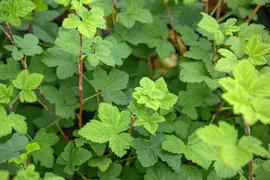 Ribes sanguineum 'King Edward VII' (Alpenbes 'King Edward VII') - afbeelding 18