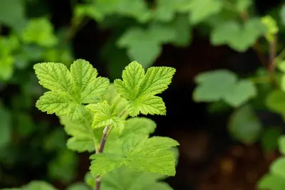 Ribes sanguineum 'King Edward VII' (Alpenbes 'King Edward VII') - afbeelding 19