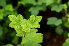 Ribes sanguineum 'King Edward VII' (Alpenbes 'King Edward VII') - afbeelding 19