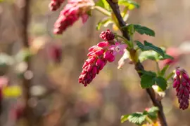 Ribes sanguineum 'King Edward VII' (Alpenbes 'King Edward VII') - afbeelding 21
