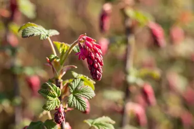 Ribes sanguineum 'King Edward VII' (Alpenbes 'King Edward VII') - afbeelding 23