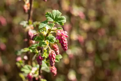 Ribes sanguineum 'King Edward VII' (Alpenbes 'King Edward VII') - afbeelding 25