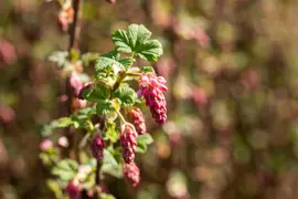 Ribes sanguineum 'King Edward VII' (Alpenbes 'King Edward VII') - afbeelding 25