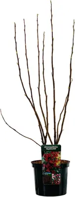 Ribes sanguineum 'King Edward VII' (Siertrosbes) 80cm - afbeelding 3