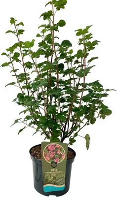 Ribes sanguineum 'King Edward VII' (Siertrosbes) 80cm - afbeelding 1