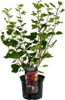 Ribes sanguineum 'King Edward VII' (Siertrosbes) 80cm - afbeelding 2