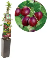 Ribes uva-crispa 'Captivator' (Kruisbes) fruitplant 60cm - afbeelding 1
