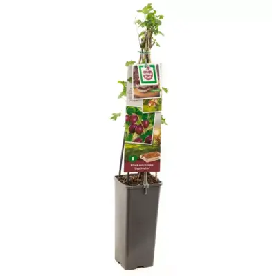 Ribes uva-crispa 'Captivator' (Kruisbes) fruitplant 60cm - afbeelding 2