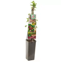 Ribes uva-crispa 'Captivator' (Kruisbes) fruitplant 60cm - afbeelding 2