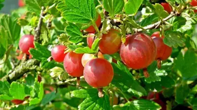 Ribes uva-crispa 'Captivator' (Kruisbes) fruitplant 60cm - afbeelding 5