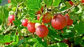 Ribes uva-crispa 'Captivator' (Kruisbes) fruitplant 60cm - afbeelding 4