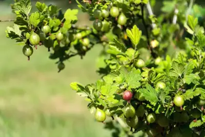 Ribes uva-crispa 'Captivator' (Kruisbes) fruitplant 60cm - afbeelding 4