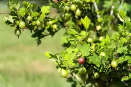 Ribes uva-crispa 'Captivator' (Kruisbes) fruitplant 60cm - afbeelding 4