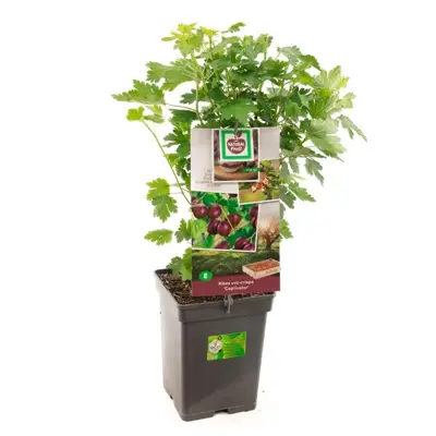 Ribes uva-crispa 'Captivator' (Kruisbes) fruitplant 60cm - afbeelding 1