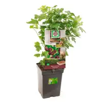 Ribes uva-crispa 'Captivator' (Kruisbes) fruitplant 60cm - afbeelding 1
