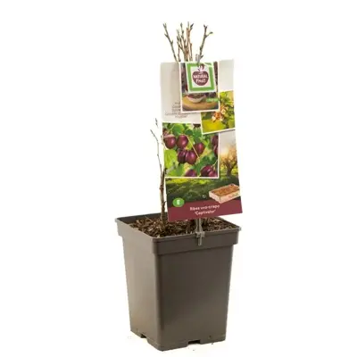 Ribes uva-crispa 'Captivator' (Kruisbes) fruitplant 60cm - afbeelding 2