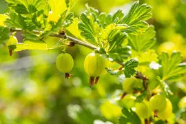 Ribes uva-crispa 'Hinnonmäki Grön' (Kruisbes) fruitplant 60cm - afbeelding 6