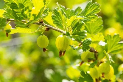 Ribes uva-crispa 'Hinnonmäki Grön' (Kruisbes) fruitplant 60cm - afbeelding 6