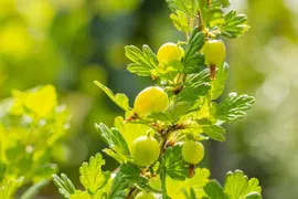 Ribes uva-crispa 'Hinnonmäki Grön' (Kruisbes) fruitplant 60cm - afbeelding 7