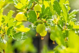 Ribes uva-crispa 'Hinnonmäki Grön' (Kruisbes) fruitplant 60cm - afbeelding 8