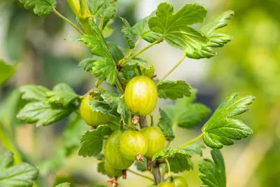 Ribes uva-crispa 'Hinnonmäki Grön' (Kruisbes) fruitplant 60cm - afbeelding 9