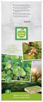 Ribes uva-crispa 'Hinnonmäki Grön' (Kruisbes) fruitplant 60cm - afbeelding 4