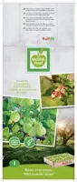 Ribes uva-crispa 'Hinnonmäki Grön' (Kruisbes) fruitplant 60cm - afbeelding 4