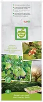 Ribes uva-crispa 'Hinnonmäki Grön' (Kruisbes) fruitplant 60cm - afbeelding 4