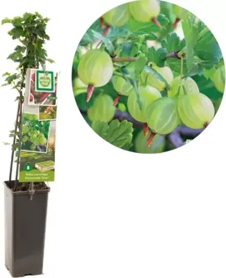 Ribes uva-crispa 'Hinnonmäki Grön' (Kruisbes) fruitplant 60cm - afbeelding 1