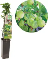 Ribes uva-crispa 'Hinnonmäki Grön' (Kruisbes) fruitplant 60cm - afbeelding 1