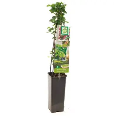 Ribes uva-crispa 'Hinnonmäki Grön' (Kruisbes) fruitplant 60cm - afbeelding 2