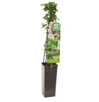 Ribes uva-crispa 'Hinnonmäki Grön' (Kruisbes) fruitplant 60cm - afbeelding 2