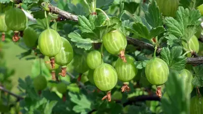 Ribes uva-crispa 'Hinnonmäki Grön' (Kruisbes) fruitplant 60cm - afbeelding 5