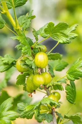 Ribes uva-crispa 'Hinnonmäki Grön' (Kruisbes) fruitplant 60cm - afbeelding 10