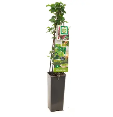 Ribes uva-crispa 'Hinnonmäki Grön' (Kruisbes) fruitplant 60cm - afbeelding 2