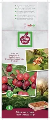 Ribes uva-crispa 'Hinnonmäki Röd' (Kruisbes) fruitplant 60cm - afbeelding 3