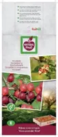 Ribes uva-crispa 'Hinnonmäki Röd' (Kruisbes) fruitplant 60cm - afbeelding 4