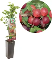 Ribes uva-crispa 'Hinnonmäki Röd' (Kruisbes) fruitplant 60cm - afbeelding 1