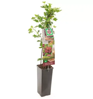 Ribes uva-crispa 'Hinnonmäki Röd' (Kruisbes) fruitplant 60cm - afbeelding 2