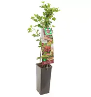 Ribes uva-crispa 'Hinnonmäki Röd' (Kruisbes) fruitplant 60cm - afbeelding 2